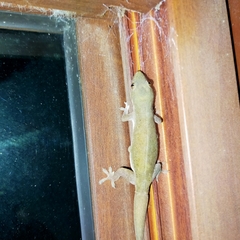 Hemidactylus frenatus