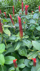 Costus woodsonii