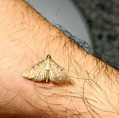 Herpetogramma bipunctalis