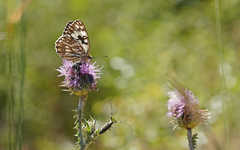 Melanargia occitanica