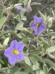 Solanum hindsianum
