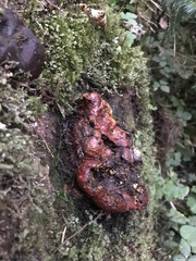Ganoderma oregonense