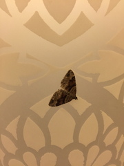 Xanthorhoe defensaria