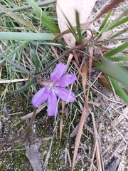Scaevola ramosissima