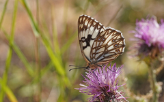 Melanargia occitanica