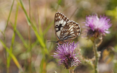 Melanargia occitanica