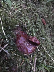 Ganoderma oregonense