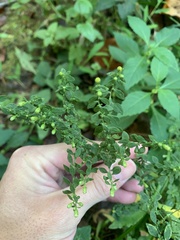 Phyllanthus tenellus