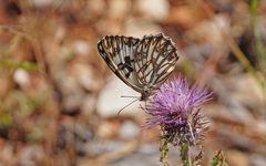 Melanargia occitanica