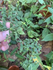 Phyllanthus tenellus