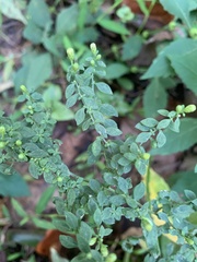 Phyllanthus tenellus