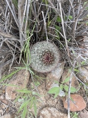 Mammillaria dioica dioica