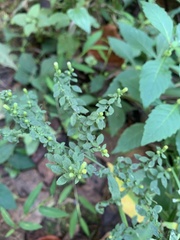 Phyllanthus tenellus