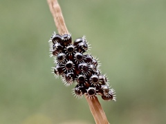 Oechalia schellenbergii