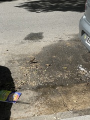 Passer domesticus