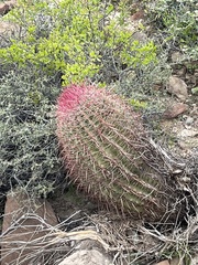 Ferocactus gracilis coloratus