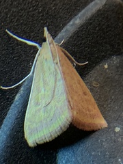 Pyrausta obtusanalis