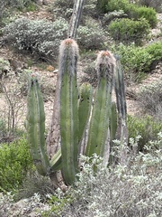 Lophocereus schottii