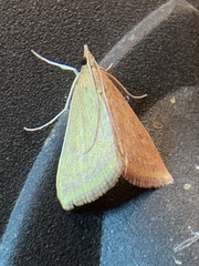 Pyrausta obtusanalis