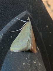 Pyrausta obtusanalis