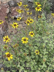 Encelia asperifolia