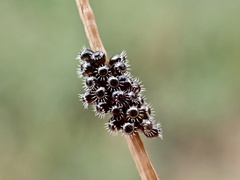 Oechalia schellenbergii