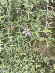Fagonia laevis