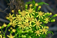 Senecio riddellii