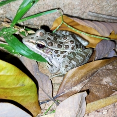 Lithobates magnaocularis