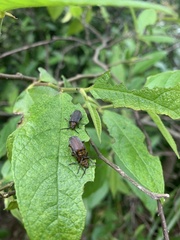 Poneridia semipullata