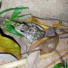 Lithobates magnaocularis