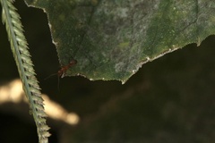 Formica pallidefulva