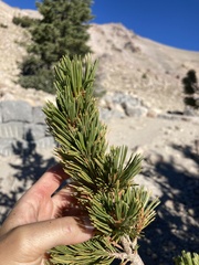 Pinus albicaulis