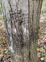 Neonectria ditissima