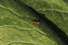 Formica pallidefulva
