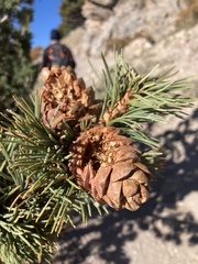 Pinus albicaulis