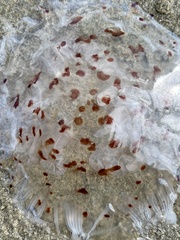 Desmonema gaudichaudi