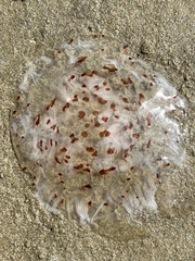 Desmonema gaudichaudi