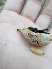Curculio