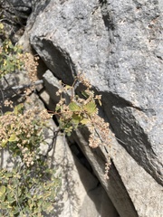 Holodiscus discolor microphyllus