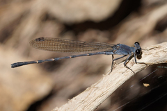 Argia lugens