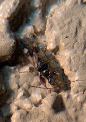 Pseudopamera nitidula