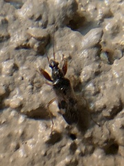 Pseudopamera nitidula