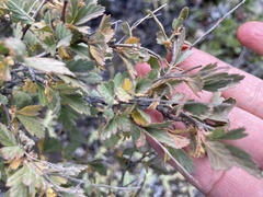 Holodiscus discolor microphyllus