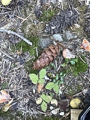 Truncocolumella citrina