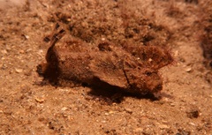 Aploactisoma milesii