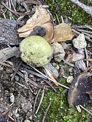 Truncocolumella citrina