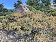 Holodiscus discolor microphyllus