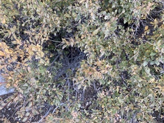 Holodiscus discolor microphyllus