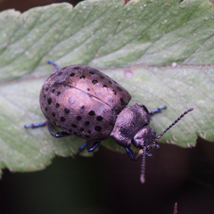 Chrysolina exanthematica
